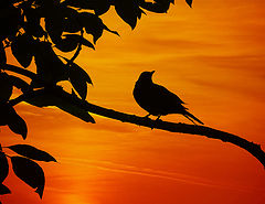 photo "***"
