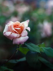 photo "***"