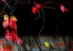 photo "***"