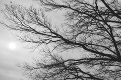 photo "***"