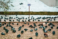 photo "***"