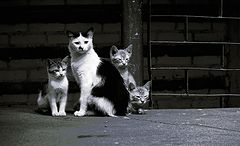 photo "***"