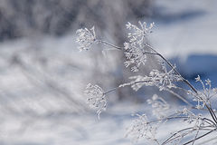 photo "***"
