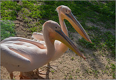фото "Пеликаны - Великаны."