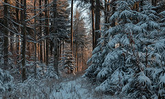 фото "Зимний лес"