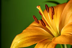 photo "Tangerine orange Day Lily"