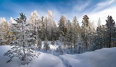 фото "Зимний лес в инее"