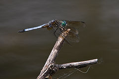 фото "Blue Dasher Dragonfly"
