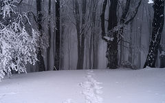 photo "***"