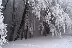 photo "***"