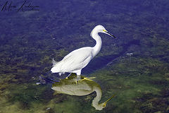  Little Egret