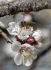 фото "Крымская весна"