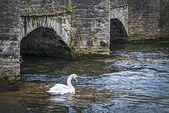 photo "Swan and Duck"