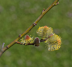 photo "Верба = Весна"
