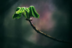 фото "каштан"