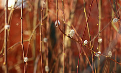 photo "***"