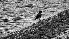 photo "On foot"