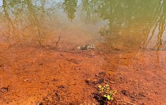 photo "Life in the Rusty Spring Pond. Toila. Ida Virumaa"