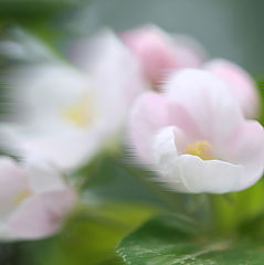 photo "***"