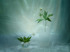 photo "***"