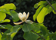 фото "Umbrella Magnolia"