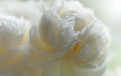 photo "***"