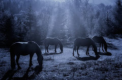 photo "***"