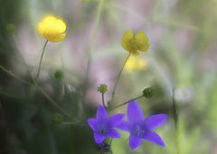 photo "***"