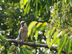 photo "Youngster steeling my cherries"