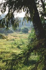 фото "Берёза-ель (2)"