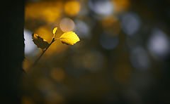 photo "***"