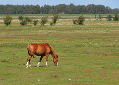 photo "Natural lawn mower"