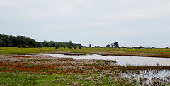 photo "The Meadow"