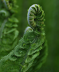 photo "***"