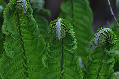 photo "***"