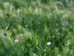 photo "***"