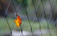 photo "***"