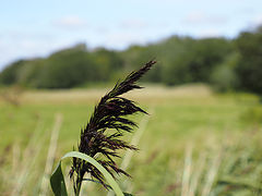 photo "Natures feather"