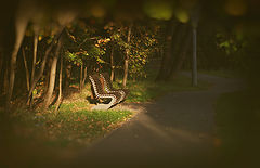 photo "***"