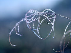 photo "***"