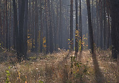фото "Утренний лес."