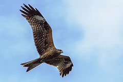 photo "Kite"