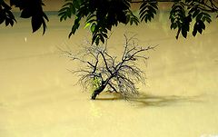 photo "***"