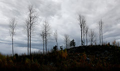 photo "***"