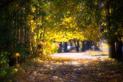 photo "***"