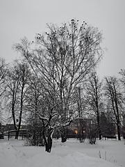 фото "Галки"