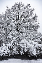 фото "Снег выпал"