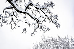 фото "Снег выпал 2"
