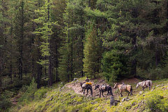 photo "Along the paths of Altai"