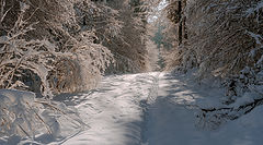 фото "Лес в зимнем облачении"